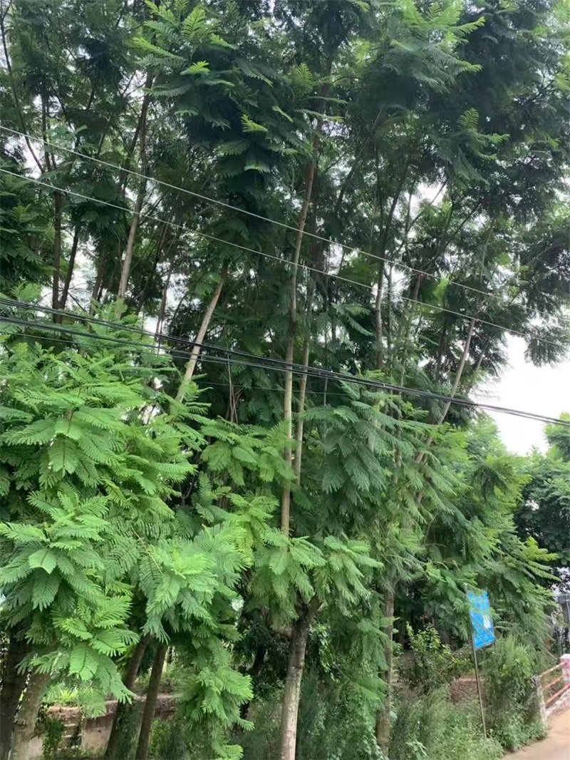 蓝花楹种植基地