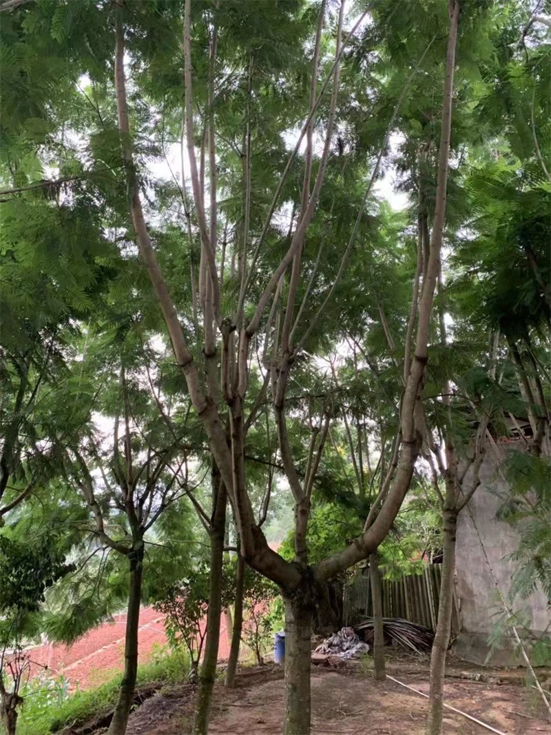 蓝花楹种植基地