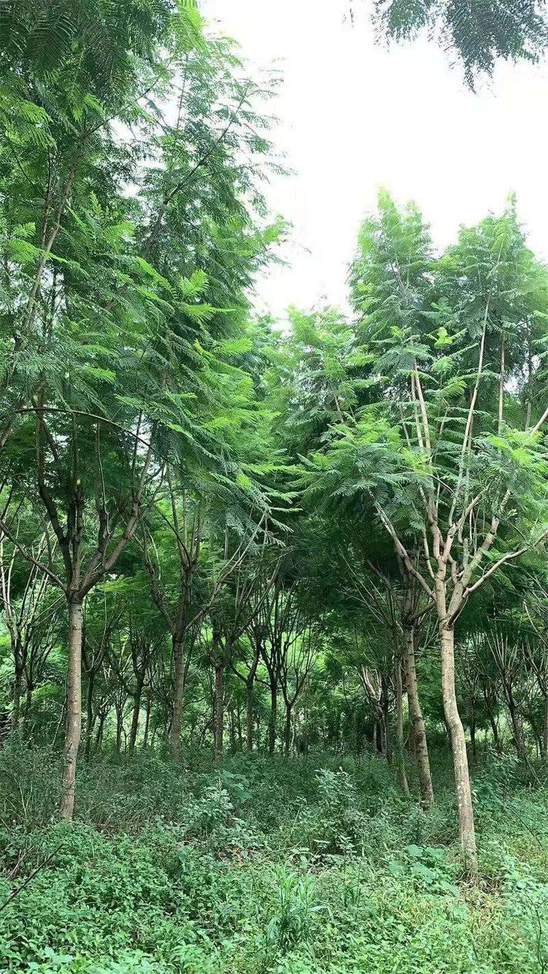 桂花种植基地
