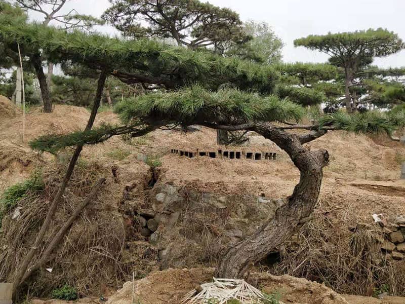 山东造型松