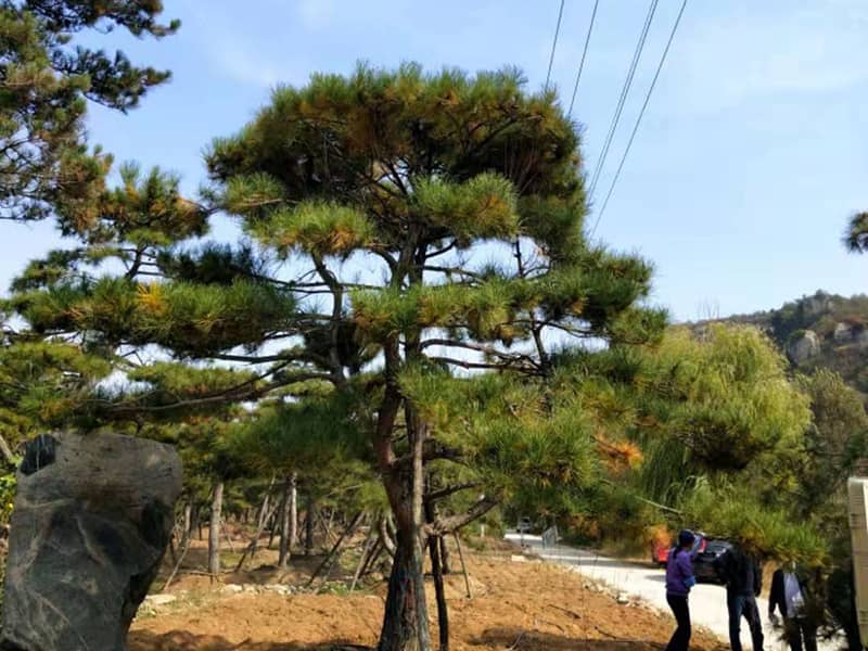 咨询详情|造型松_造型黑松_造型油松-造型松基地为的