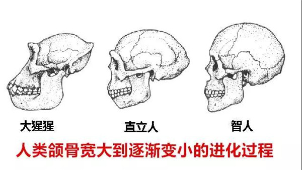 智齿