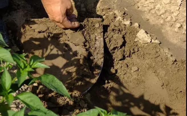 微生物菌劑：恢復土地肥力的最后“救命稻草”！央視專題報道！