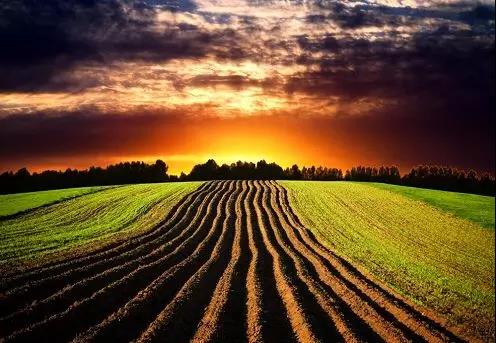微生物菌劑：恢復土地肥力的最后“救命稻草”！央視專題報道！