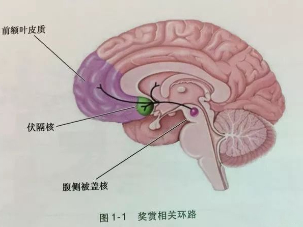 人为什么会上瘾？生理上的瘾和心理上的瘾有什么不一样吗？