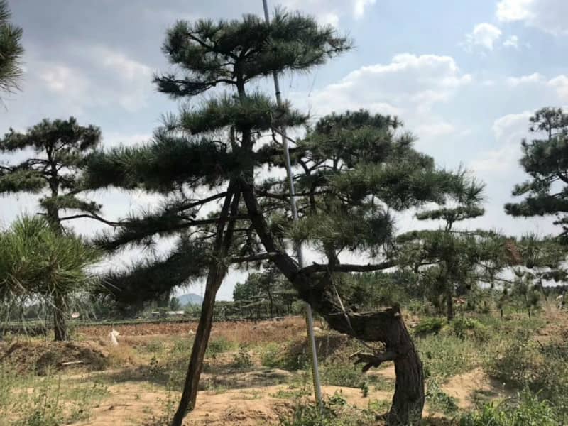 大型古松 大型古松