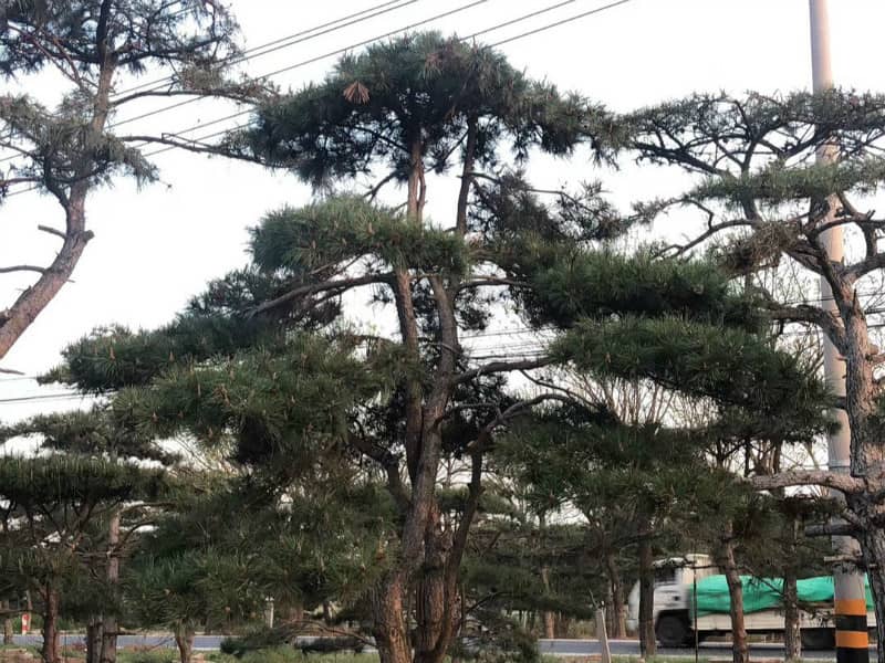 大型景观松 大型景观松