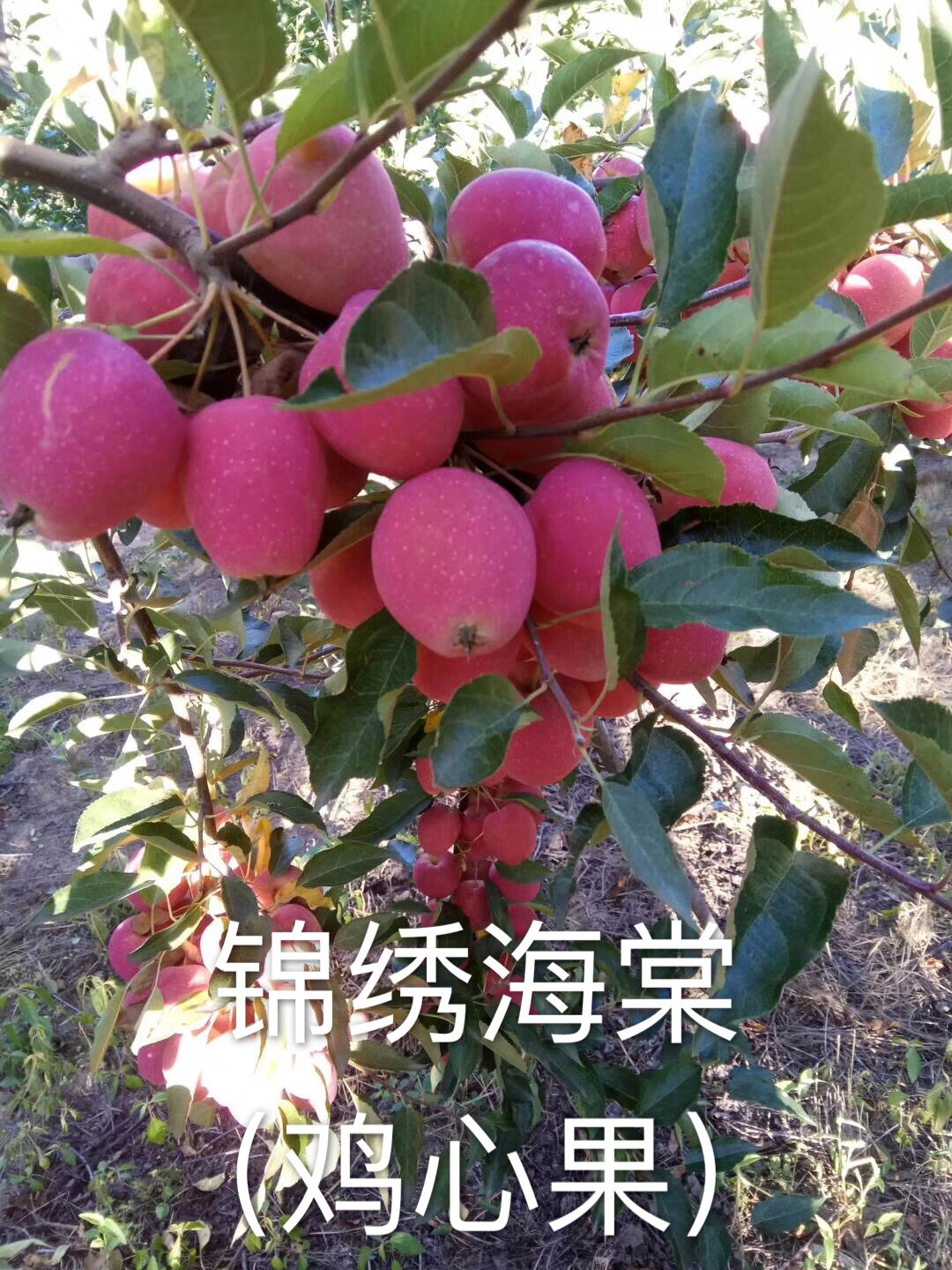 大果树