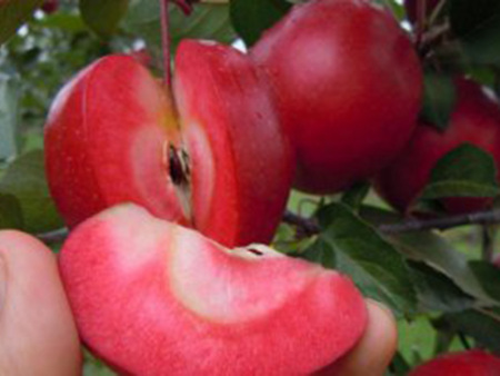 苹果苗新品种