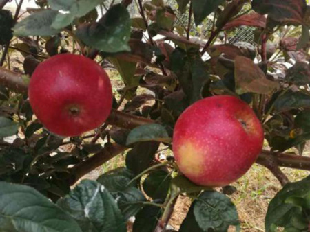 苹果苗新品种