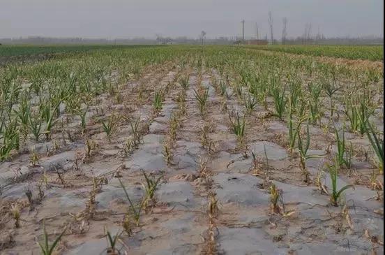 央視緊急發布：土壤問題觸目驚心，真的不能再等了！