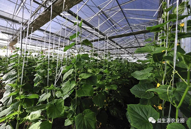 溫室大棚蔬菜溫度、光照、濕度的調控技術，超級實用！