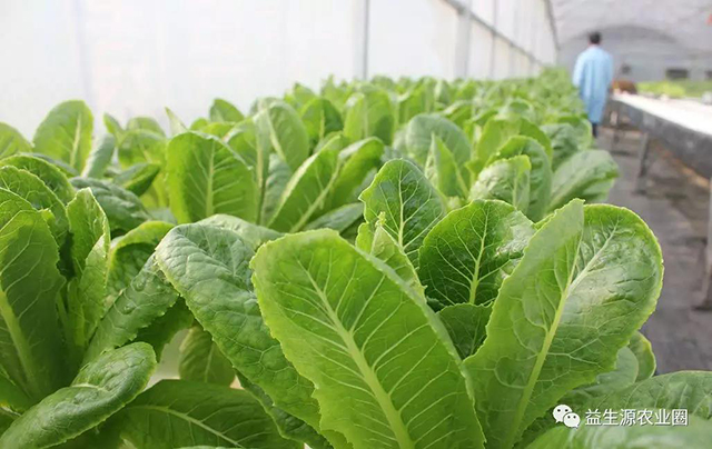 溫室大棚蔬菜溫度、光照、濕度的調控技術，超級實用！