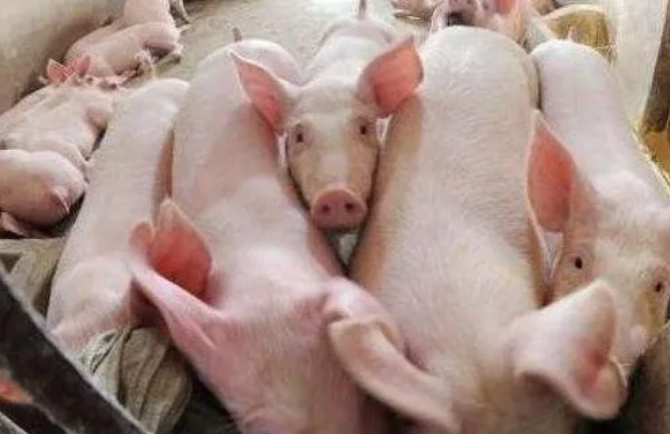 养猪政策