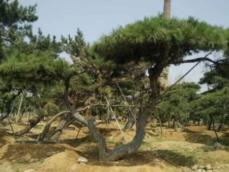 造型松树