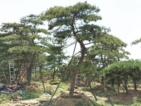 山東造型松