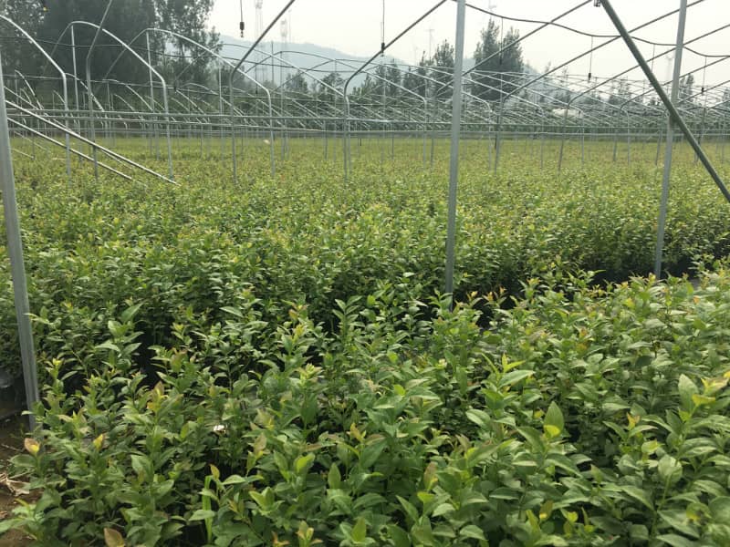 珠宝蓝莓苗