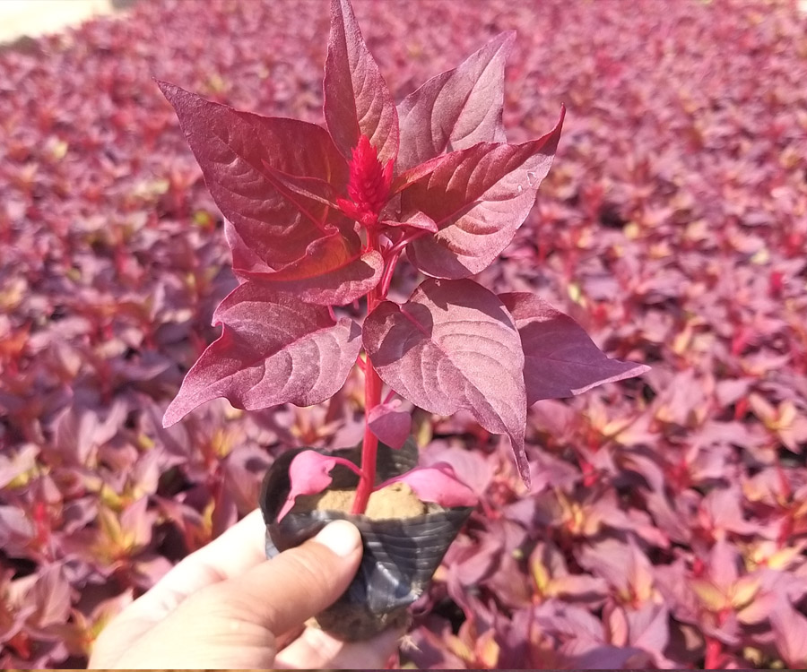 一支筆雞冠花