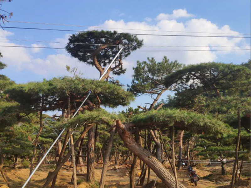 造型黑松
