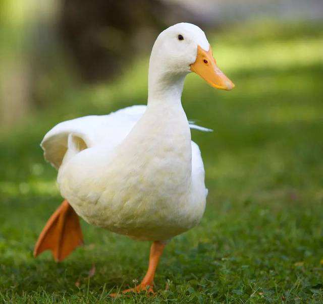 鸭子