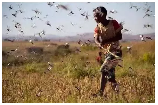 “東非蝗災蔓延，4000億蝗蟲逼近中國”，將帶來哪些連鎖反應......