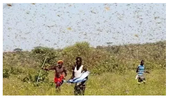 “東非蝗災蔓延，4000億蝗蟲逼近中國”，將帶來哪些連鎖反應......