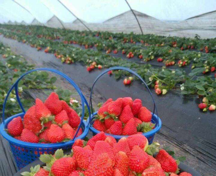 草莓苗價格