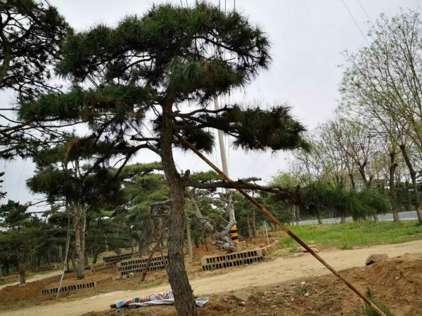 造型黑松 造型黑松
