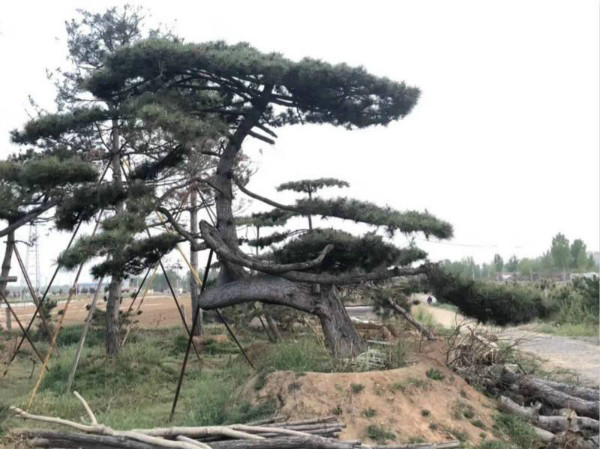 造型松树 造型松树