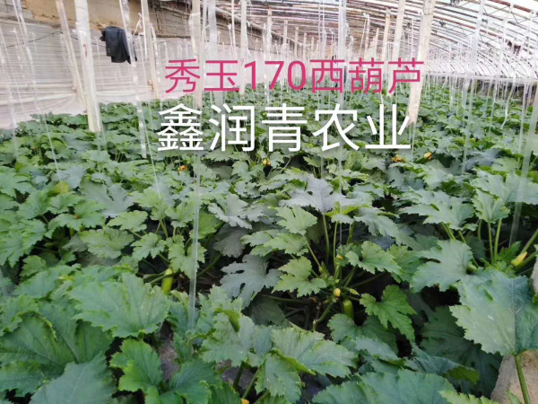 秀玉170西葫芦