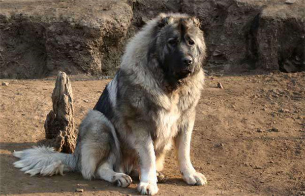 世界十大最佳护卫犬_十大最佳护卫犬
