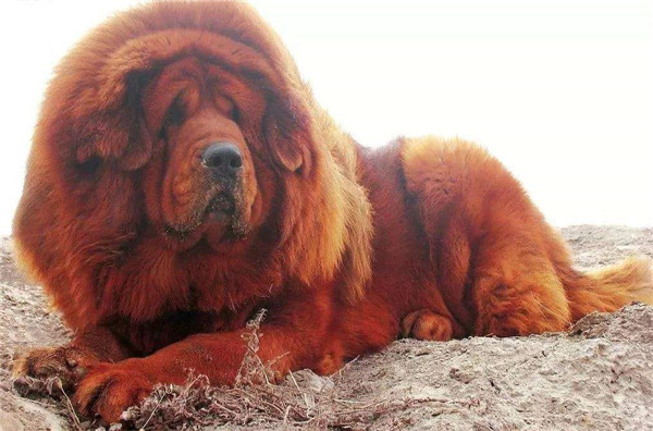 世界十大最佳护卫犬_十大最佳护卫犬