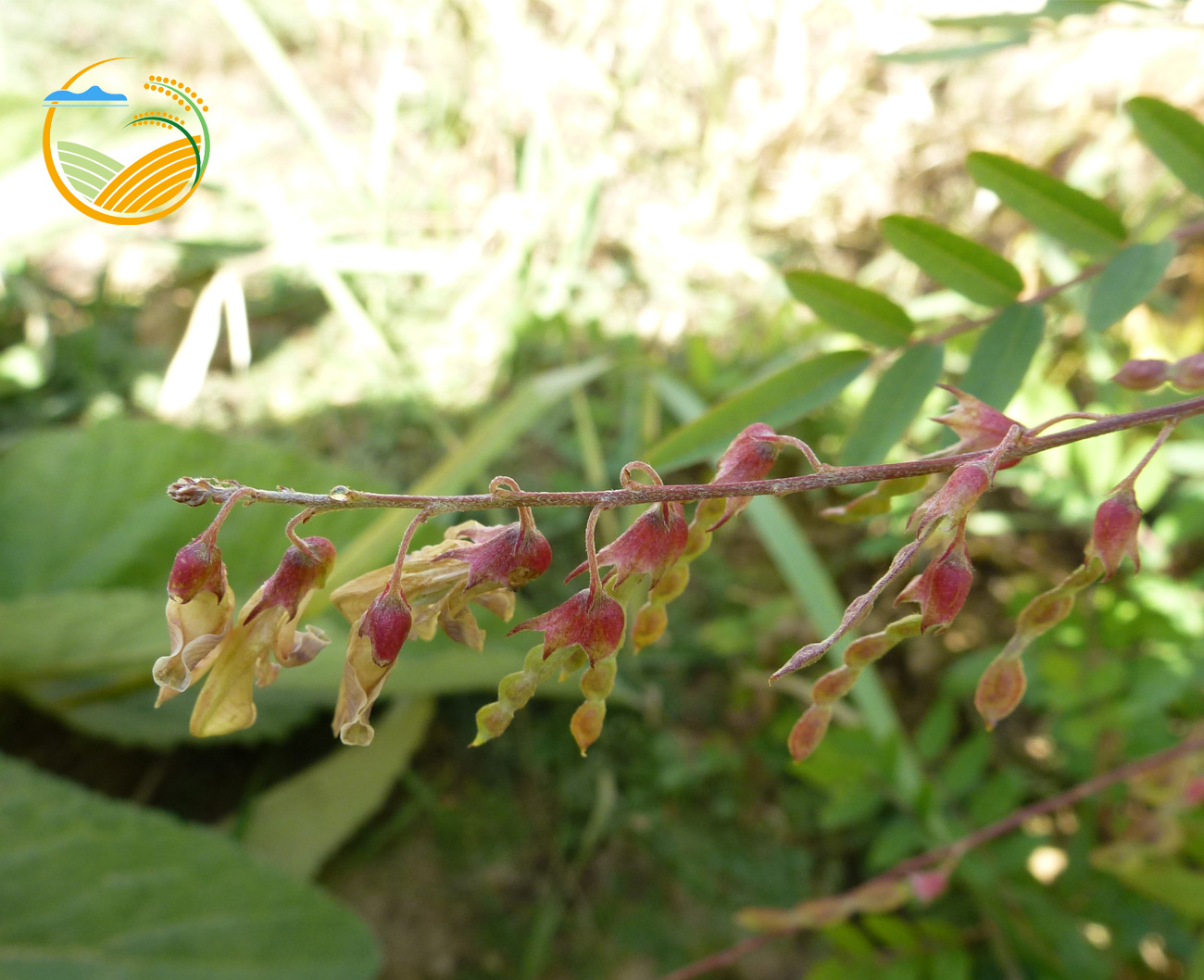 多序岩黄耆(红芪)-兰州西北寒旱药用植物园有限公司