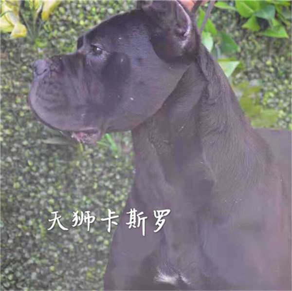 卡斯罗属于大型犬,拥有极度锋利,尖锐的爪牙,是具有*攻击性的烈性犬