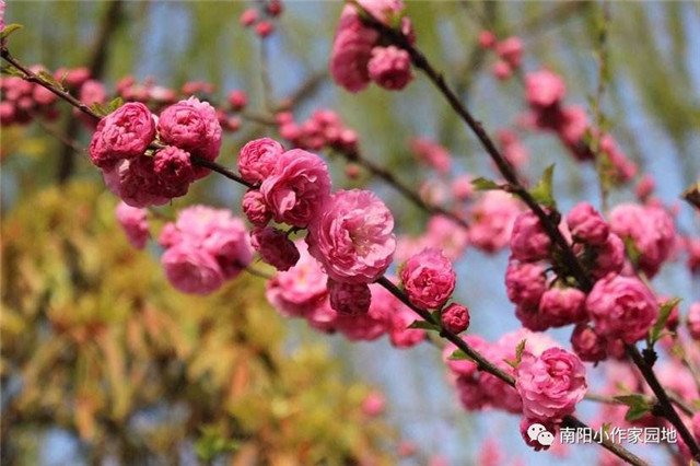 方城县厚德学校中学部专辑三