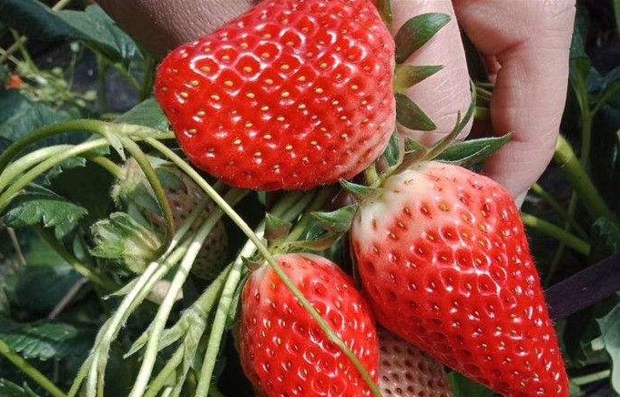 大棚草莓苗