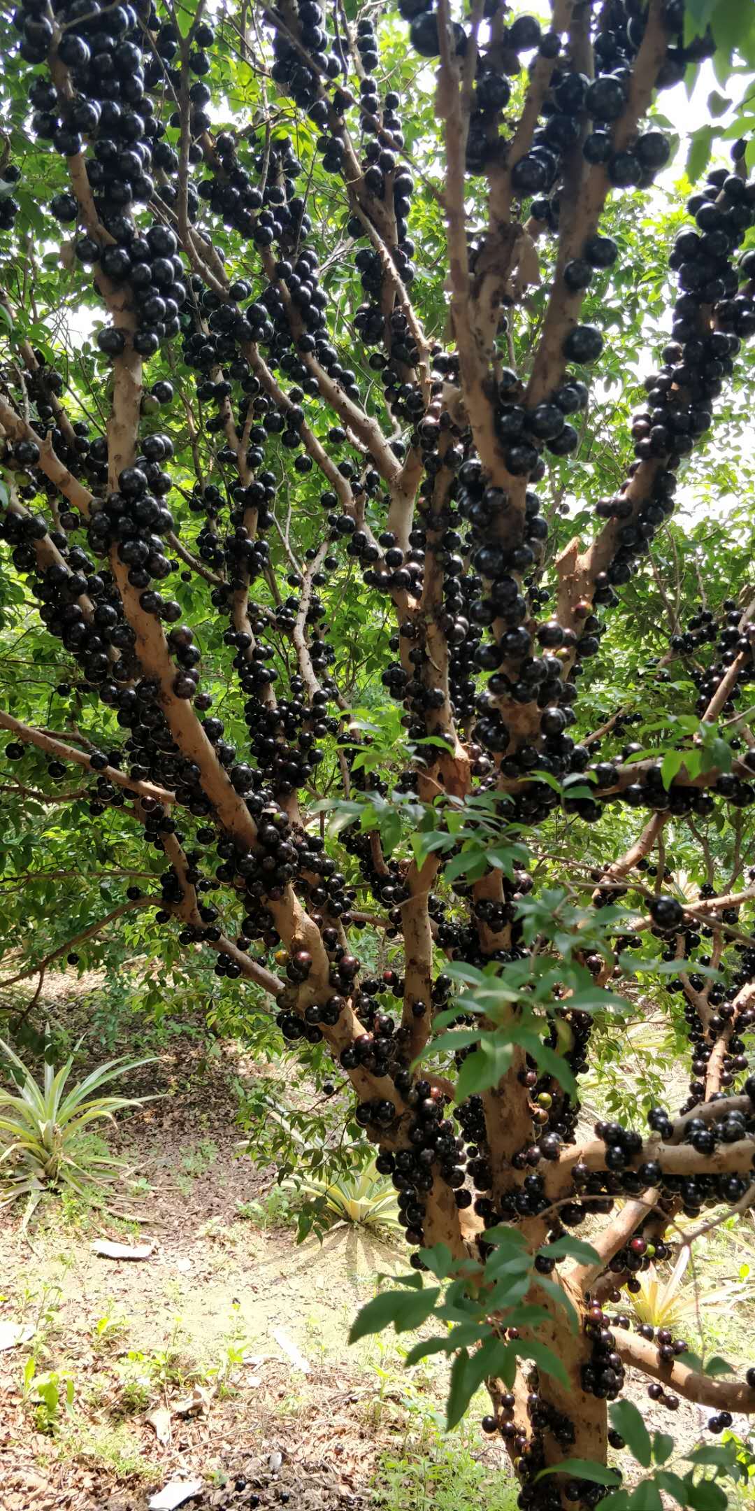 艾斯卡树葡萄