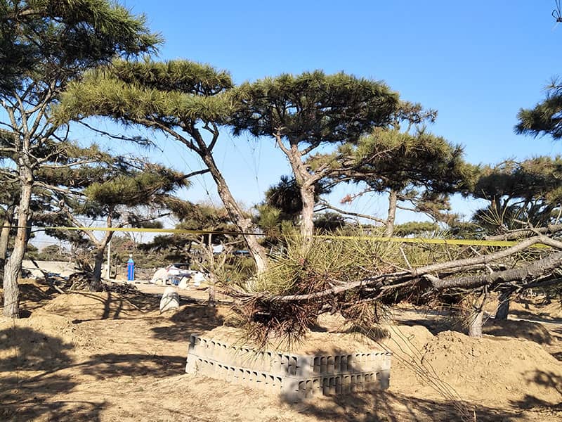 造型油松