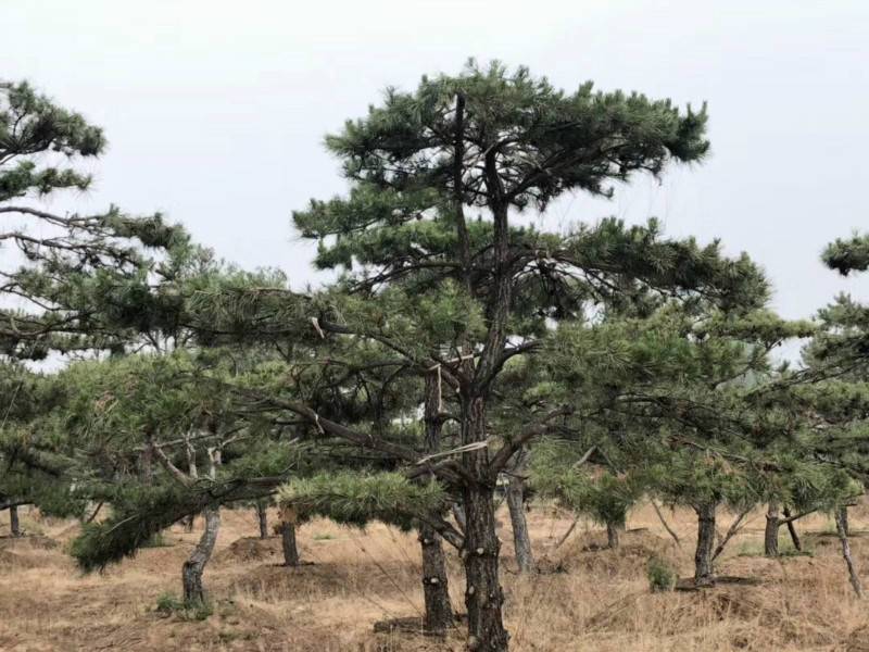 景观松