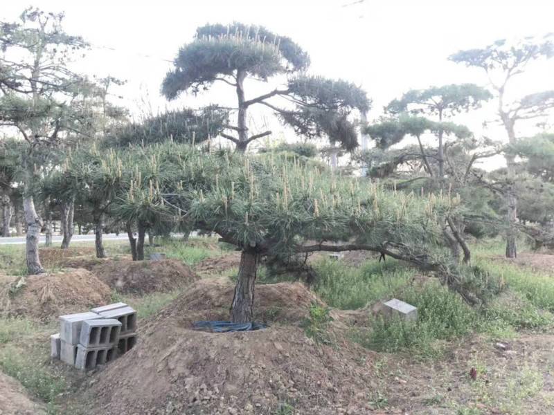 造型松