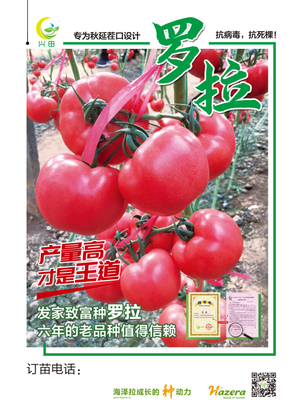 1586917908687468.jpg 2020年罗拉种苗预定开始啦