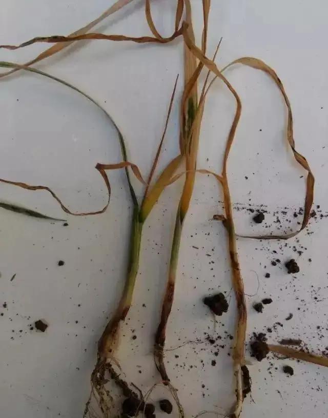 1587094733502782.jpg 枯死