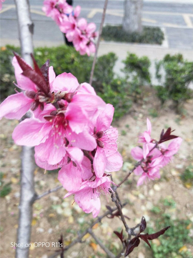 “疫”路有你 春暖花开