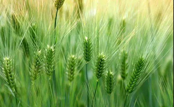 1587520853631305.jpg 小麦