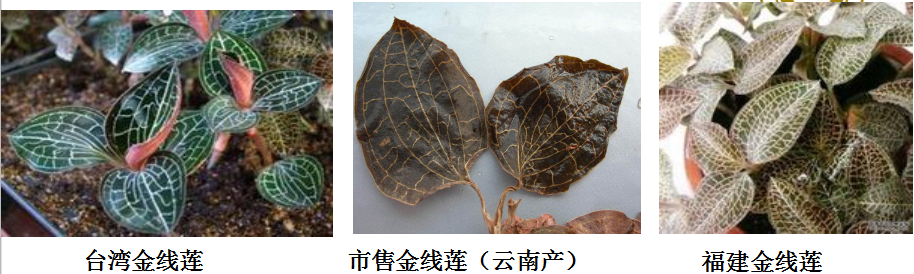 金线莲