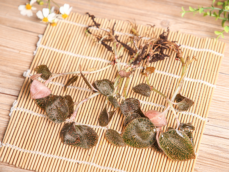 金线莲-琥珀鲜品