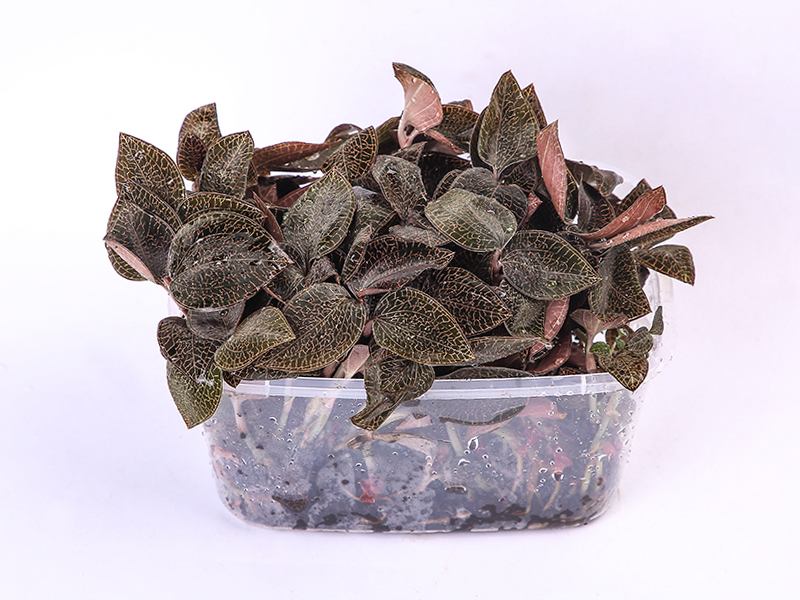 金线莲-琥珀鲜品