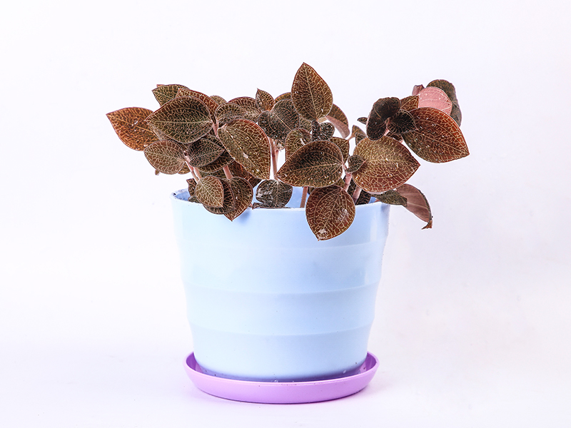 琥珀金线莲（小）