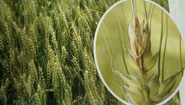 1587894753709314.png 赤霉病