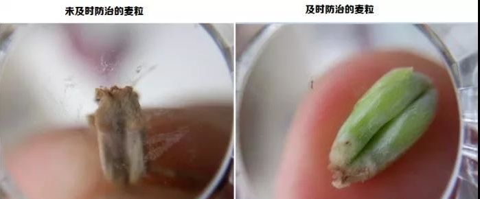 1587894767788623.jpg 赤霉病